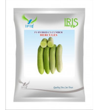 Cucumber / Kakri F1 Iris Hercules - 20 grams